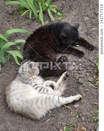 Two cats resting peacefully beside each other on the ground, highlighting friendship, security, and the gentle bond between feline companions 142757318