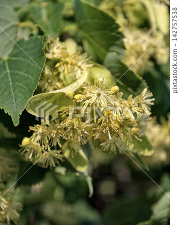 Blooming linden tree from Tilia genus producing abundant blossoms attracting pollinators and supporting biodiversity in temperate ecosystems 142757538
