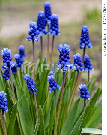 The grape hyacinth, or Muscari, is admired for its stunning blue flowers that bloom in dense clusters each spring The grape hyacinth, or Muscari, is admired for its stunning blue flowers that bloom in dense clusters each spring 142757620