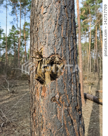 Charred forest trees damaged by explosive debris, highlighting ecological loss caused by the interception of a military drone Charred forest trees damaged by explosive debris, highlighting ecological loss caused by the interception of a military drone 142757709
