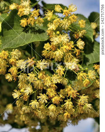 Blooming linden tree from genus Tilia producing seasonal blossoms widely recognized across temperate Northern Hemisphere regions for its natural beauty 142757766