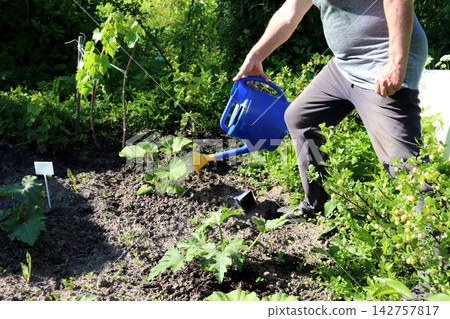 An elderly man waters a pumpkin plant with a watering can in his garden An elderly man waters a pumpkin plant with a watering can in his garden 142757817