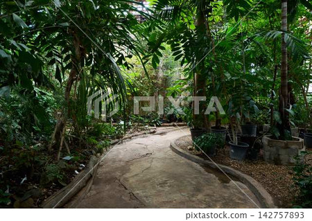 Lush tropical courtyard garden with dense foliage, potted palms, broad leaves, winding concrete path, surrounded by green plants creating secluded natural refuge, shade and vibrant jungle vibe 142757893