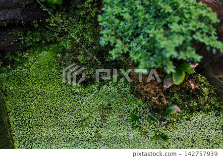 Dense green duckweed blankets tranquil pond surface amid lush moss and leafy overhangs, with soft reflections and closeup textures highlighting emerald tones along water edge Dense green duckweed blankets tranquil pond surface amid lush moss and leafy overhangs, with soft reflections and closeup textures highlighting emerald tones along water edge 142757939