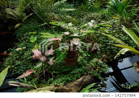 Lush garden scene with potted caladiums and ferns, pink and white variegated leaves, broad tropical foliage, water edge, and scattered logs creating vibrant, verdant container garden setting Lush garden scene with potted caladiums and ferns, pink and white variegated leaves, broad tropical foliage, water edge, and scattered logs creating vibrant, verdant container garden setting 142757994