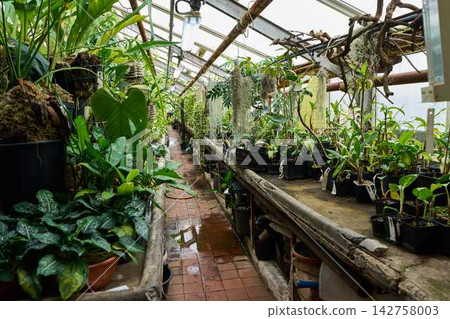 Greenhouse aisle with crowded potted tropical plants on raised benches under glass roof, hanging moss, weathered pipes, damp brick walkway Greenhouse aisle with crowded potted tropical plants on raised benches under glass roof, hanging moss, weathered pipes, damp brick walkway 142758003