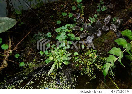 Ground level view of mossy damp soil with lush greenery, creeping plants and small rocks in garden corner, leaf texture close detail Ground level view of mossy damp soil with lush greenery, creeping plants and small rocks in garden corner, leaf texture close detail 142758069