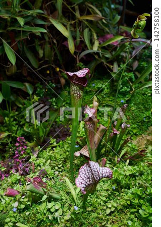 Tall Sarracenia pitcher plant with striking purple veining surrounded by dense tropical foliage and curling vines in lush, sunlit garden scene, showcasing vivid natural textures Tall Sarracenia pitcher plant with striking purple veining surrounded by dense tropical foliage and curling vines in lush, sunlit garden scene, showcasing vivid natural textures 142758100