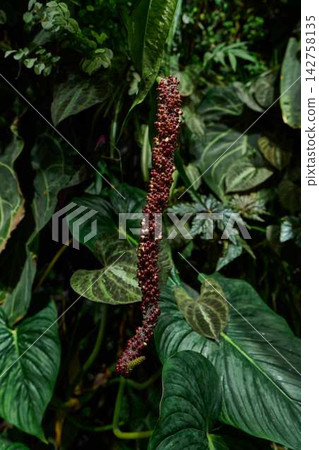 Drooping string of tiny red berries suspended among glossy tropical leaves and dense green foliage, creating vivid vertical pendant cluster in shaded garden scene Drooping string of tiny red berries suspended among glossy tropical leaves and dense green foliage, creating vivid vertical pendant cluster in shaded garden scene 142758135