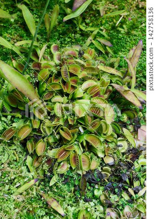 Closeup view of Venus flytrap groundcover with numerous hinged trapping leaves, bright green centers turning reddish, spiky marginal teeth, and surrounding mossy foliage in garden setting Closeup view of Venus flytrap groundcover with numerous hinged trapping leaves, bright green centers turning reddish, spiky marginal teeth, and surrounding mossy foliage in garden setting 142758136