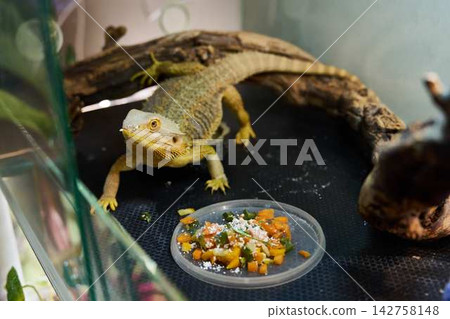 Bearded dragon in glass terrarium perched on wooden branch beside chopped vegetable dish with warm lighting and close up scales and eyes detail for pet reptile habitat 142758148