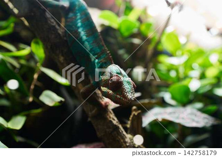 Close up veiled chameleon clinging to mossy branch among vibrant green leaves in tropical rainforest habitat with dappled sunlight Close up veiled chameleon clinging to mossy branch among vibrant green leaves in tropical rainforest habitat with dappled sunlight 142758179