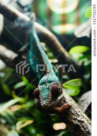 Turquoise and green lizard closeup perched on rough branch in tropical rainforest with lush foliage and dappled sunlight showing textured scales, detailed head, and natural camouflage Turquoise and green lizard closeup perched on rough branch in tropical rainforest with lush foliage and dappled sunlight showing textured scales, detailed head, and natural camouflage 142758199