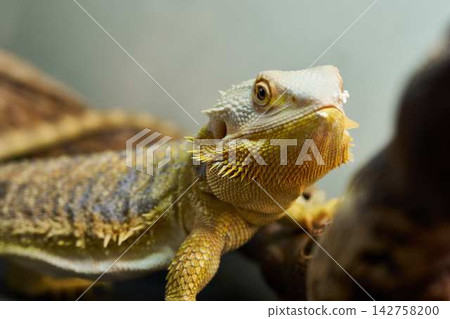 Bearded dragon closeup perched on rough rock in warm indoor enclosure, showing spiky textured scales, amber eye, and alert gaze with detailed reptile skin 142758200