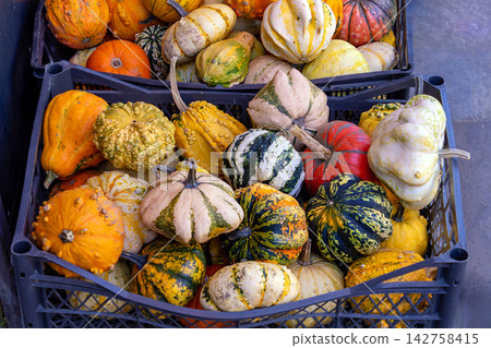 Colorful pumpkins in plastic box Colorful pumpkins in plastic box 142758415
