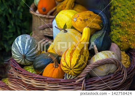Gourd fruit pile in basket Gourd fruit pile in basket 142758424