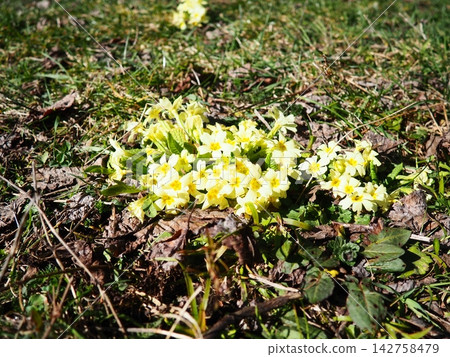 Primula vulgaris is species of flowering plant in family Primulaceae, primrose, common English primrose. Blooming in early spring, delicately scented yellow flowers, borne singly on short slender stem 142758479