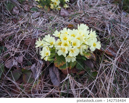 Primula vulgaris is species of flowering plant in family Primulaceae, primrose, common English primrose. Blooming in early spring, delicately scented yellow flowers, borne singly on short slender stem Primula vulgaris is species of flowering plant in family Primulaceae, primrose, common English primrose. Blooming in early spring, delicately scented yellow flowers, borne singly on short slender stem 142758484