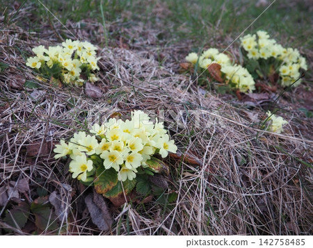 Primula vulgaris is species of flowering plant in family Primulaceae, primrose, common English primrose. Blooming in early spring, delicately scented yellow flowers, borne singly on short slender stem Primula vulgaris is species of flowering plant in family Primulaceae, primrose, common English primrose. Blooming in early spring, delicately scented yellow flowers, borne singly on short slender stem 142758485