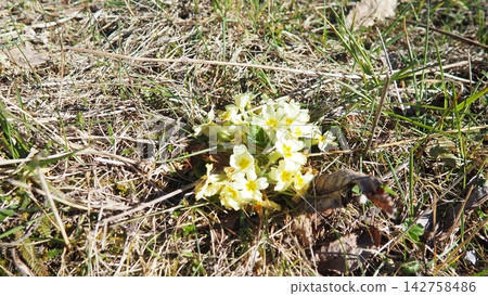 Primula vulgaris is species of flowering plant in family Primulaceae, primrose, common English primrose. Blooming in early spring, delicately scented yellow flowers, borne singly on short slender stem Primula vulgaris is species of flowering plant in family Primulaceae, primrose, common English primrose. Blooming in early spring, delicately scented yellow flowers, borne singly on short slender stem 142758486