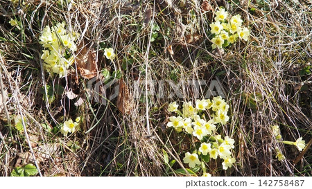 Primula vulgaris is species of flowering plant in family Primulaceae, primrose, common English primrose. Blooming in early spring, delicately scented yellow flowers, borne singly on short slender stem Primula vulgaris is species of flowering plant in family Primulaceae, primrose, common English primrose. Blooming in early spring, delicately scented yellow flowers, borne singly on short slender stem 142758487