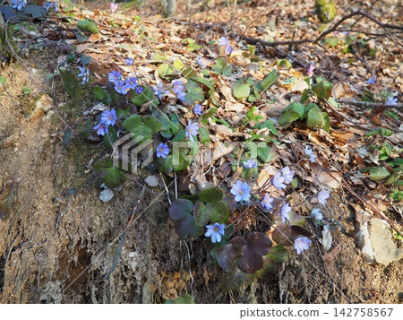Hepatica transsilvanica, large blue hepatica, Perennial herbaceous flowering plant in genus Hepatica, native to the Carpathian Mountains of Romania. Buttercup family Ranunculaceae. Spring in Balkans 142758567
