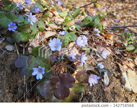 Hepatica transsilvanica, large blue hepatica, Perennial herbaceous flowering plant in genus Hepatica, native to the Carpathian Mountains of Romania. Buttercup family Ranunculaceae. Spring in Balkans Hepatica transsilvanica, large blue hepatica, Perennial herbaceous flowering plant in genus Hepatica, native to the Carpathian Mountains of Romania. Buttercup family Ranunculaceae. Spring in Balkans 142758568