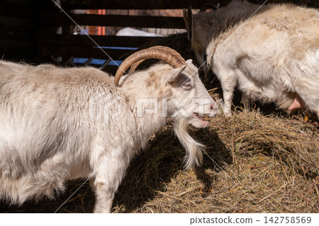 White goat eating hay in a wooden farm barn. Domestic animal living in agriculture shed. Livestock farming and herd management, countryside food production and small goat breed. White goat eating hay in a wooden farm barn. Domestic animal living in agriculture shed. Livestock farming and herd management, countryside food production and small goat breed. 142758569