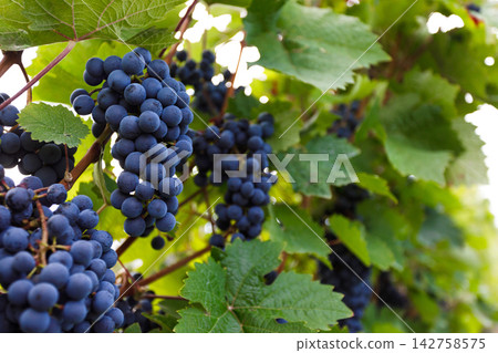 Grapes hanging on grapevine in vineyard ready for autumn harvest and wine making Grapes hanging on grapevine in vineyard ready for autumn harvest and wine making 142758575