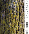 tree, tree trunk, trunk 142758739