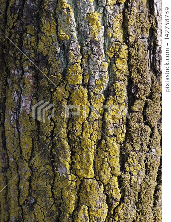 tree, tree trunk, trunk 142758739