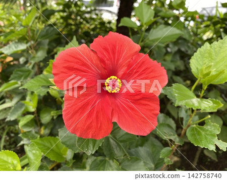 Close up of a vibrant red hibiscus flower (Hibiscus rosa-sinensis) blooming 142758740