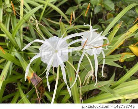 Two delicate white spider lily (Hymenocallis) flowers blooming 142758742