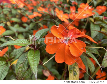 Macro closeup of a vibrant orange Impatiens flower Macro closeup of a vibrant orange Impatiens flower 142758744