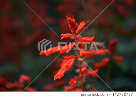 Salvia Salvia 142758757