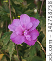 bloom, blossom, blossoms 142758758