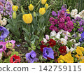 Colorful tulips and anemone flowers 142759115