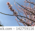 Plum blossoms in the blue sky 142759116