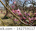 Plum blossoms starting to bloom 142759117