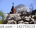 Brazilian national flower Ipe blooming in the city of São Paulo 142759119