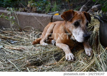 Rhodesian Ridgeback portrait. Dog portrait in green background. 142759147
