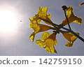 Ipe of Brazil national flower 142759150