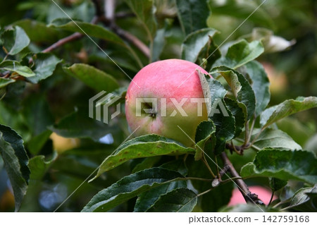Big apple on trees in a vegetable fruit garden. Autumn seasonal harvest. red ripe apples on a branch in orchard. Water drops on wet apples after rain. Organic farming, gardening, vegetarian eco Big apple on trees in a vegetable fruit garden. Autumn seasonal harvest. red ripe apples on a branch in orchard. Water drops on wet apples after rain. Organic farming, gardening, vegetarian eco 142759168