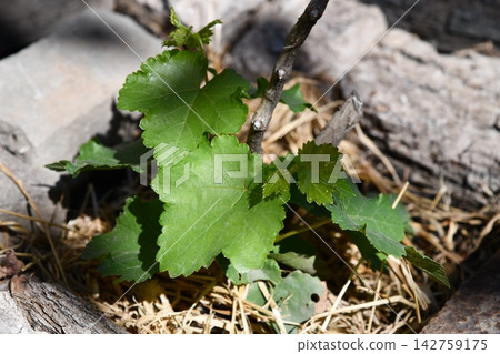 Gardening, green currants on a bush among green leaves. Gardening and eco-growing berries Gardening, green currants on a bush among green leaves. Gardening and eco-growing berries 142759175