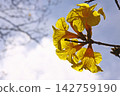 Ipe of Brazil national flower 142759190