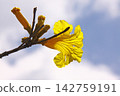 Ipe of Brazil national flower 142759191