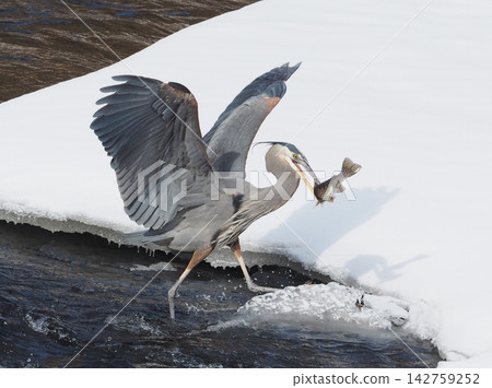 A Great Blue Heron walks along the river with a fish in its beak and its wings spread. A Great Blue Heron walks along the river with a fish in its beak and its wings spread. 142759252