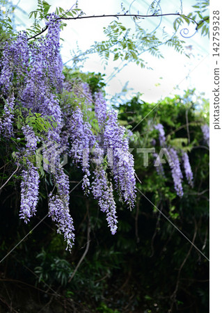 Cute wisteria flowers Cute wisteria flowers 142759328