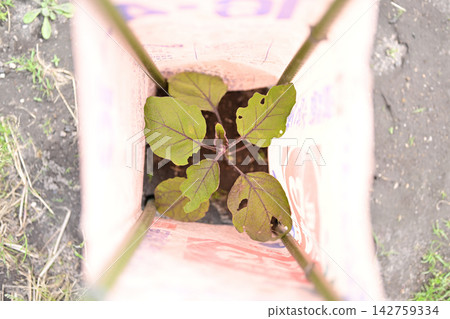 塑膠袋裡的茄子幼苗 塑膠袋裡的茄子幼苗 142759334