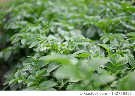 長勢喜人的馬鈴薯葉 長勢喜人的馬鈴薯葉 142759335
